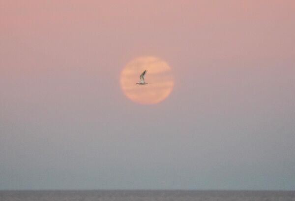 Чайка летит во время &quot;Оленьей луны&quot; в Монтевидео, Уругвай. - Sputnik Беларусь
