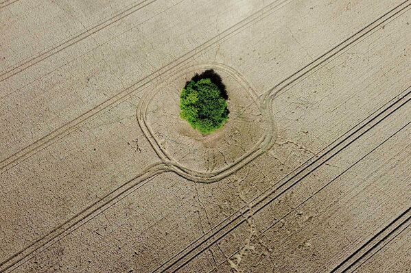 Дерево на кукурузном поле недалеко от Вернигероде, Германия. - Sputnik Беларусь