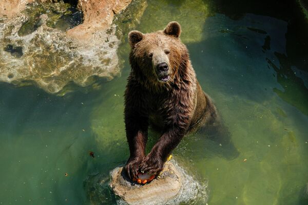 Евразийский бурый медведь держит фруктовую сосульку в Биопарко ди Рома в Риме, Италия. - Sputnik Беларусь
