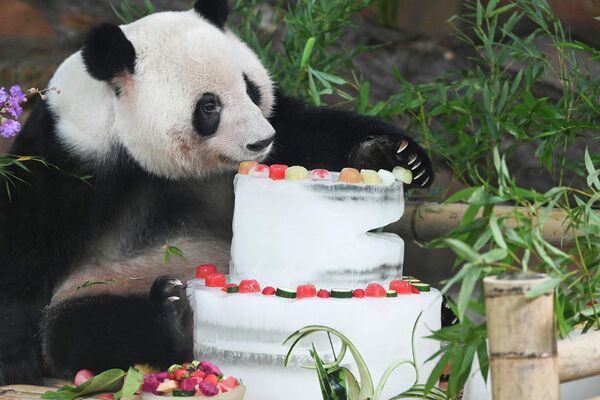 Панда с тортом, приготовленным со льдом, в зоопарке в Наньнине, Китай. - Sputnik Беларусь