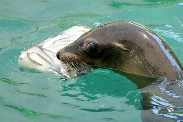 Тюлень ест замороженную рыбу в Биопарко ди Рома в Риме, Италия. - Sputnik Беларусь