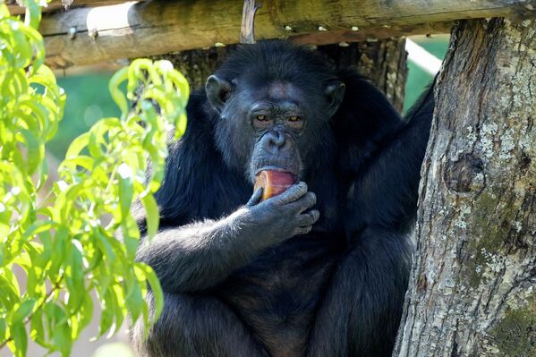 Шимпанзе с фруктовой сосулькой в зоопарке Рима, Италия. - Sputnik Беларусь