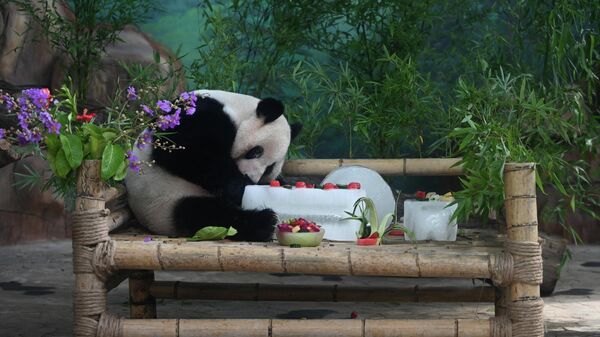 Панда с тортом, приготовленным со льдом, в зоопарке в Наньнине, Китай - Sputnik Беларусь