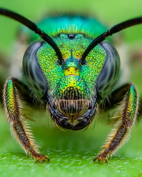 &quot;Портрет пчелы&quot;. Фотограф Бенджамин Сальб. 2-е место в категории &quot;Природа&quot;. - Sputnik Беларусь