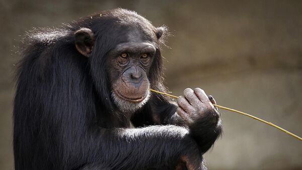 Шимпанзе, архивное фото - Sputnik Беларусь