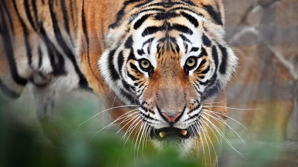 Тигр, архивное фото - Sputnik Беларусь