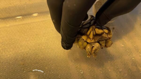 Двухголовая черепаха родилась в ветклинике в Нидерландах – видео - Sputnik Беларусь