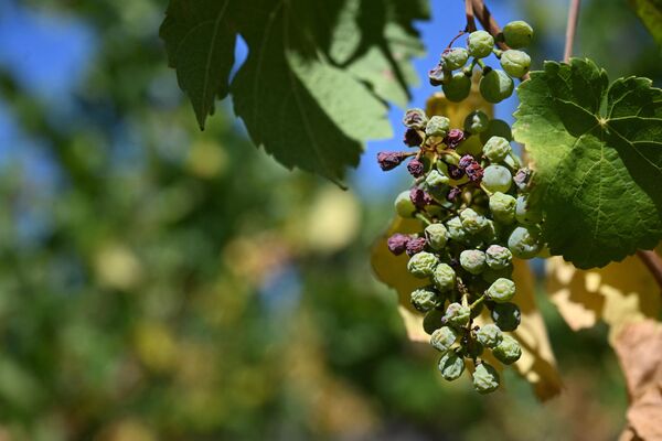 Высохший виноград в Веттолсхайме, восточная Франция. - Sputnik Беларусь