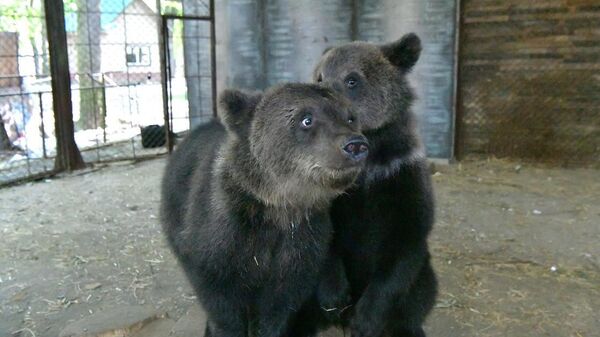 Медвежатам в Витебском зоопарке нужен новый вольер - видео - Sputnik Беларусь