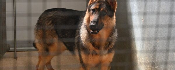 Собака - Sputnik Беларусь