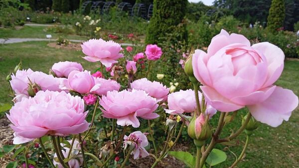 Розы в Ботаническом саду Минска - Sputnik Беларусь