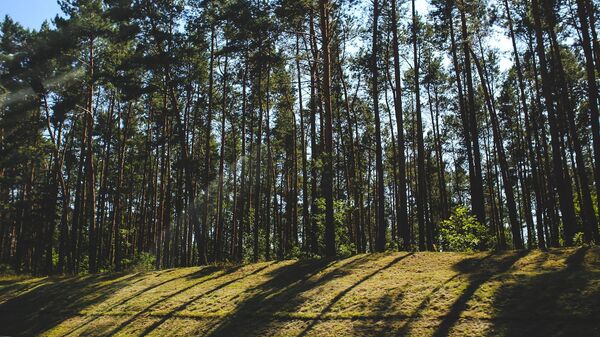 Сосновый лес, архивное фото - Sputnik Беларусь