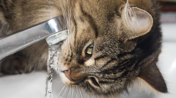 Кот пьет воду из-под крана, архивное фото - Sputnik Беларусь