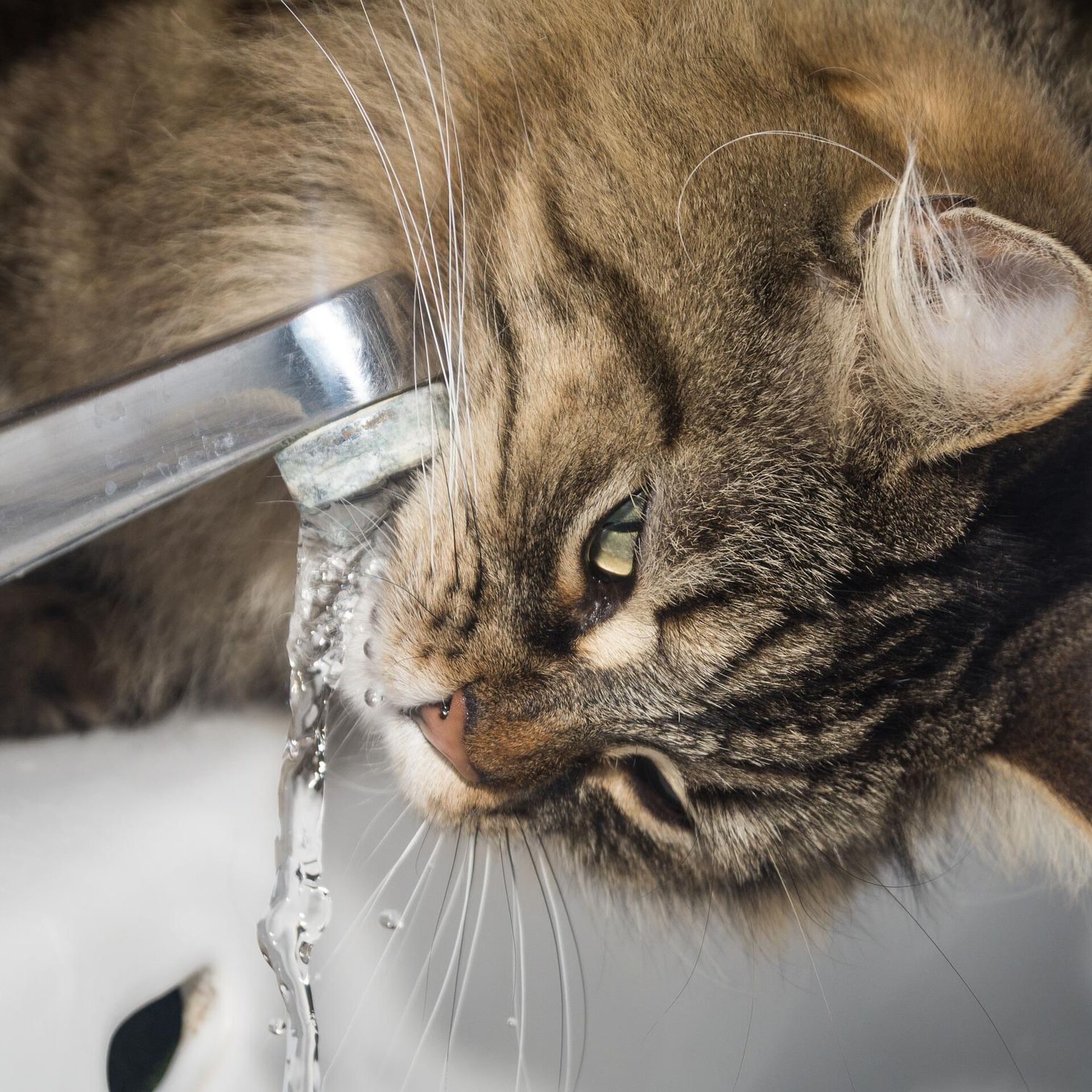 Кошка пьет воду причины. Кот пьет воду. Кот пьет из крана. Котик пьет воду из под крана. Кошка лакает воду.