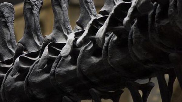 Скелет динозавра - Sputnik Беларусь