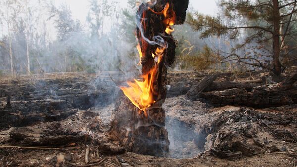 Лесной пожар - Sputnik Беларусь