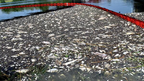 Мертвая рыба в реке Одра - Sputnik Беларусь