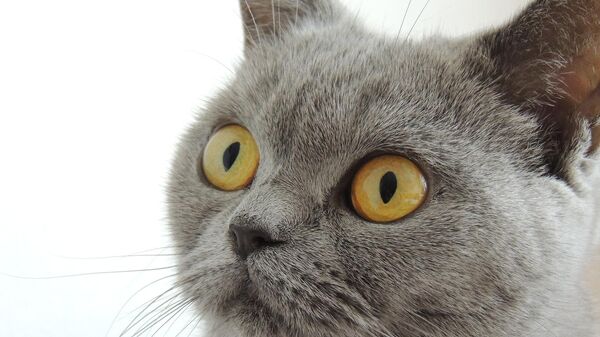Кошка, архивное фото - Sputnik Беларусь