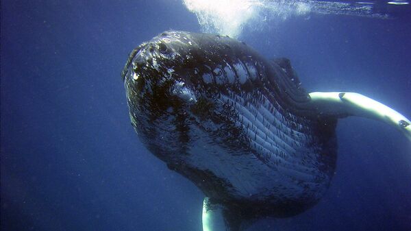 Горбатый кит, архивное фото - Sputnik Беларусь