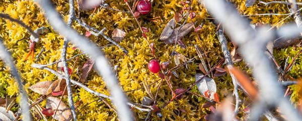 Клюква на болоте - Sputnik Беларусь