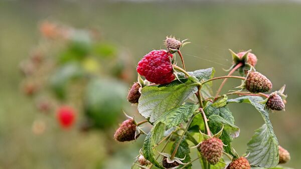 Малина - Sputnik Беларусь