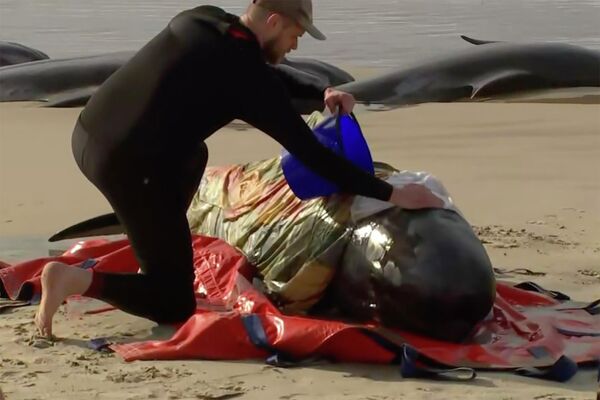 Спасатель поливает водой одного из выброшенных на берег китов. - Sputnik Беларусь