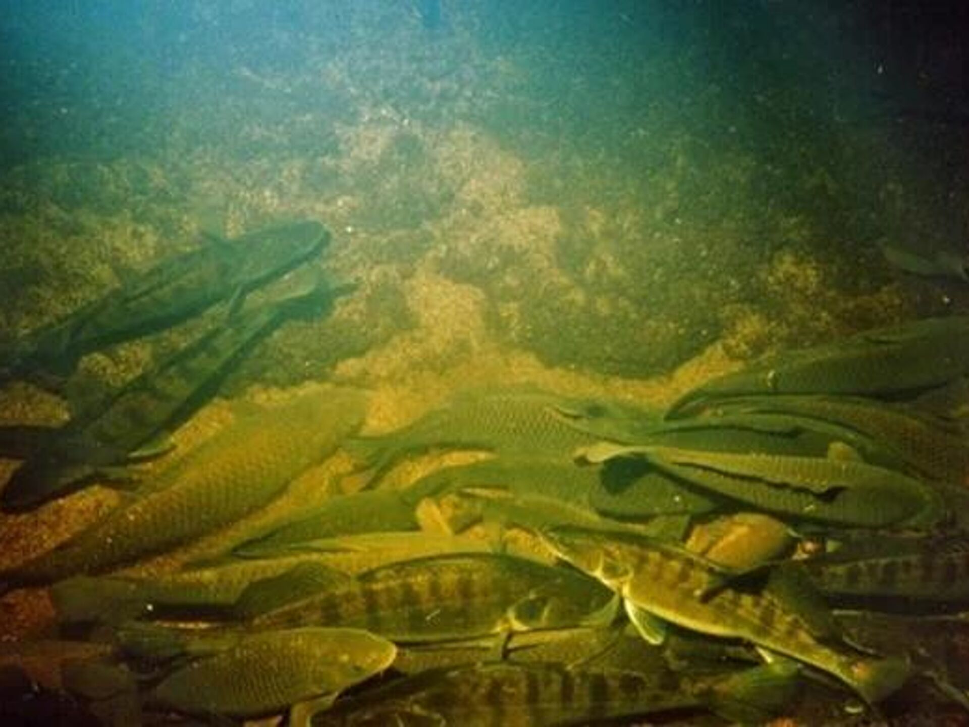 Щука глубина. Зимовальные миграции рыб. Зимовальная яма для рыб что это. Речное дно. Подводный мир реки.