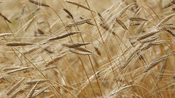 Колосья пшеницы, архивное фото - Sputnik Беларусь