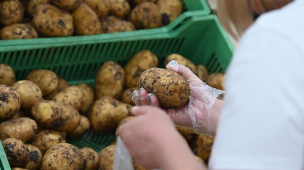Посетитель выбирает картошку в овощном отделе гипермаркета - Sputnik Беларусь