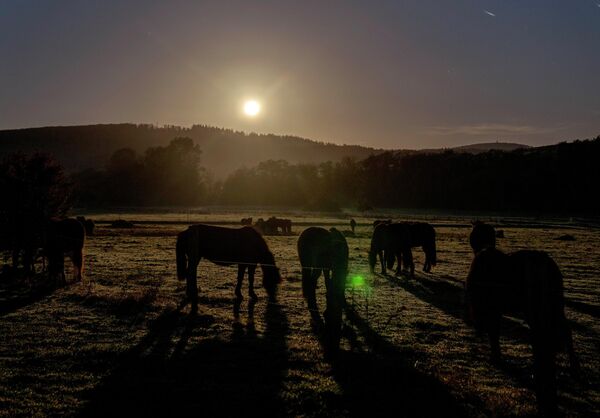 Коні пасуцца на лузе, злёгку асветленым поўным месяцам у Вярхейме, Германія. - Sputnik Беларусь