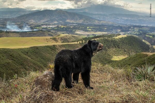 &quot;Spectacled bear’s slim outlook&quot; эквадорского фотографа Даниэля Мидероса, победа в категории Animals in their Environment. Фотограф установил фотоловушки вдоль дороги на высокогорные плато. Он расположил камеры так, чтобы показать исчезающий природный ландшафт с медведем в центре кадра. Эти медведи, обитающие от западной Венесуэлы до Боливии, исчезают в результате масштабного строительства и сельского хозяйства, пространство для дикой природы все больше сокращается. - Sputnik Беларусь