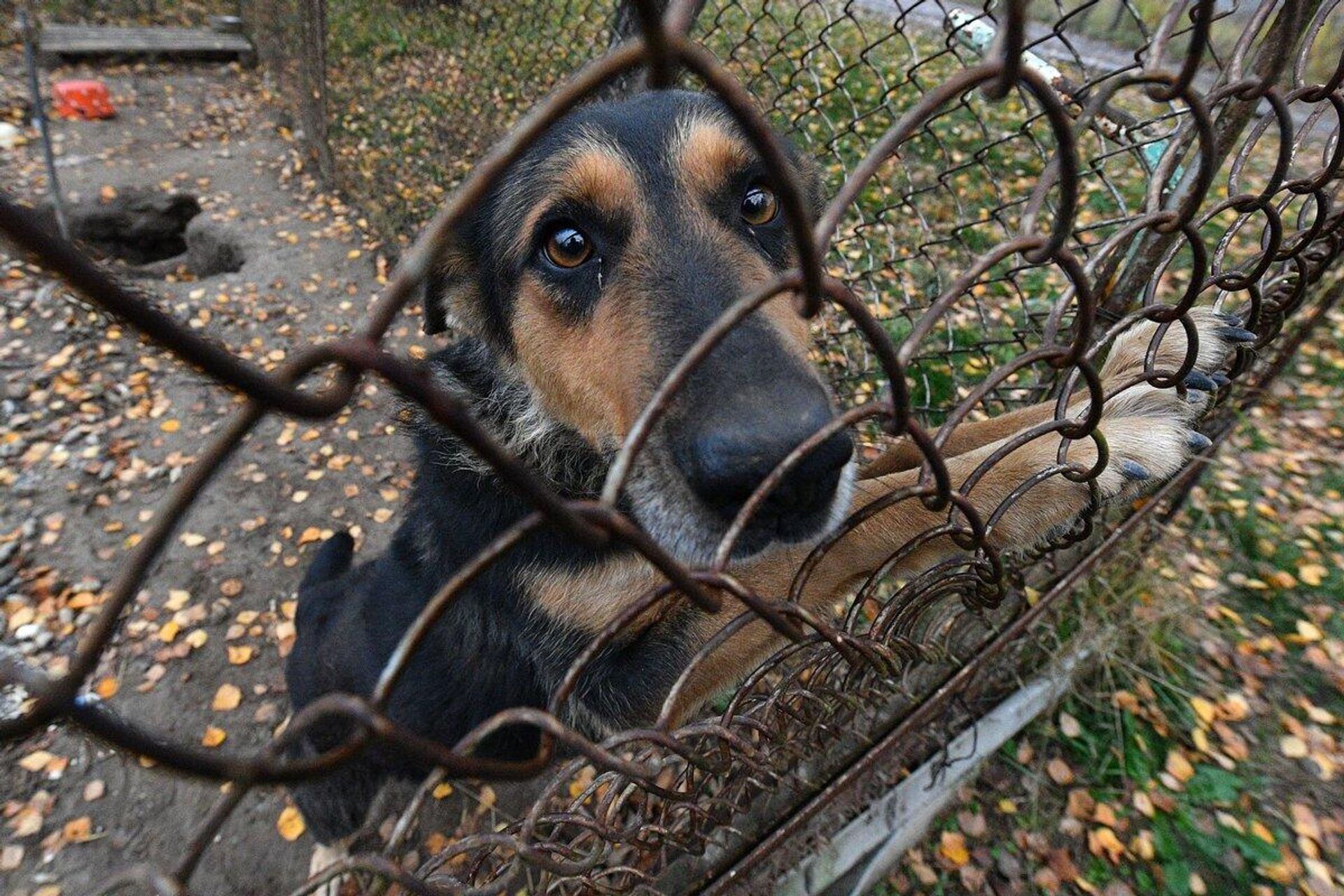 Бомбоубежище охраняет общий пес, которого кормят всем поселком - Sputnik Беларусь, 1920, 31.10.2022