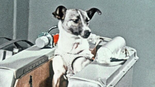 Собака Лайка в контейнере 2-го советского искусственного спутника Земли - Sputnik Беларусь
