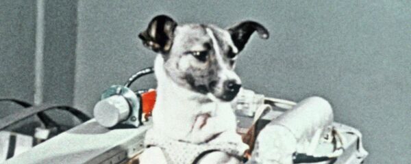 Собака Лайка в контейнере 2-го советского искусственного спутника Земли - Sputnik Беларусь