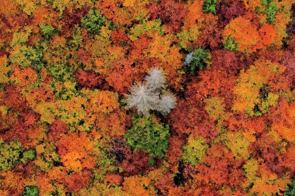 Осенние деревья в Ширке, Германия. - Sputnik Беларусь
