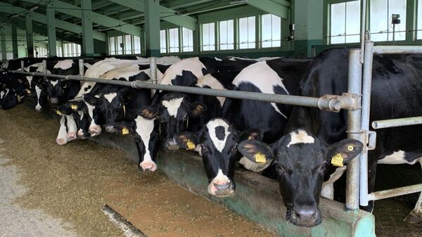 Молочно-товарный комплекс АФТАБ - Sputnik Беларусь