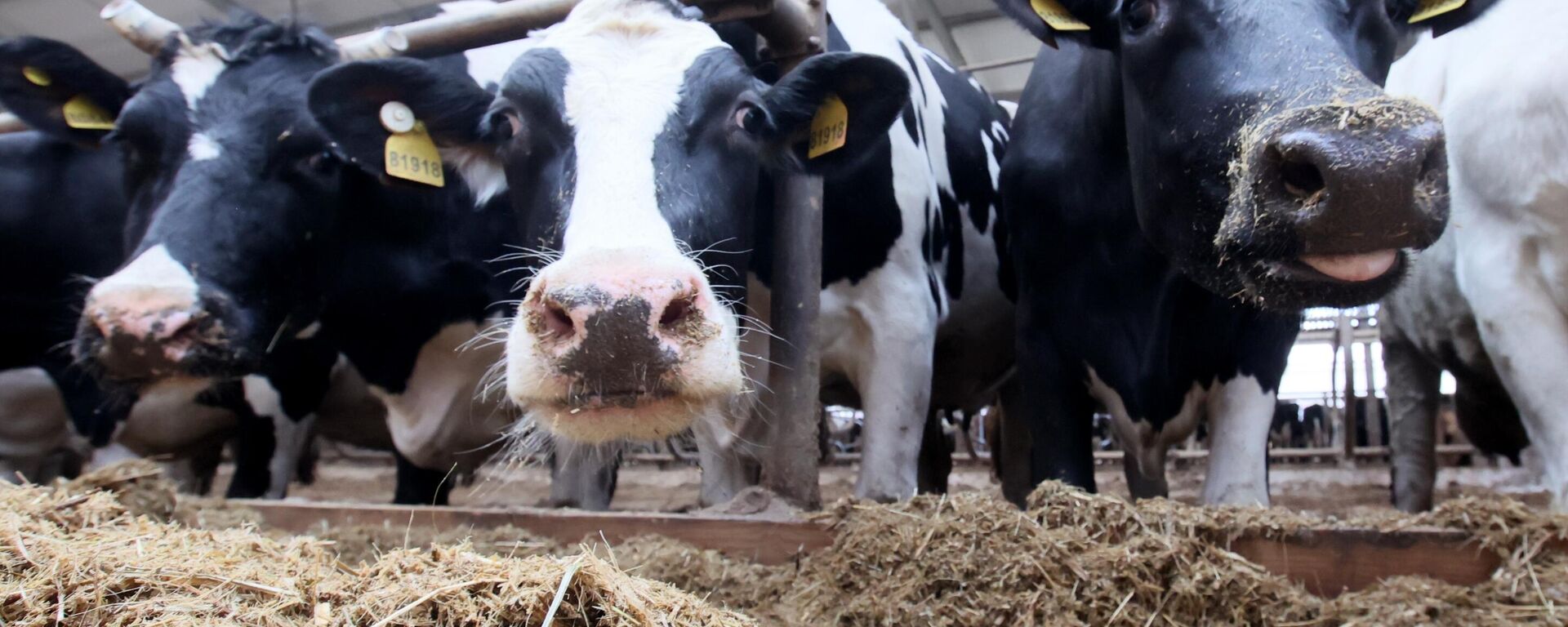 Жывёлагадоўчая ферма, архіўнае фота - Sputnik Беларусь, 1920, 18.12.2025