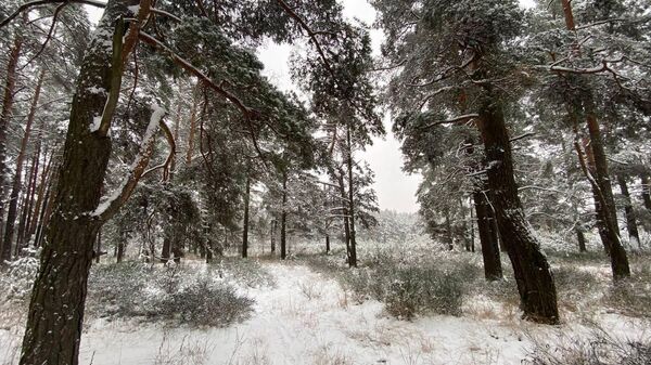 Снег в лесу - Sputnik Беларусь