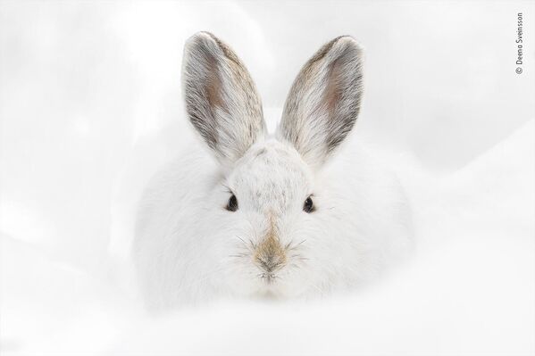 &quot;Заяц-беляк&quot; американского фотографа Дины Свейнссон. Снимок сделан в национальном парке Роки-Маунтин. Американский заяц-беляк сидел и дремал на небольшой кочке, окруженной чистым белым снегом. Перемещать штатив по глубокому снегу в снегоступах — задача не из легких. Двигаясь как можно тише и неторопливее, фотограф смог сделать несколько фотографий, и тут же заяц открыл глаза и умчался в облачке снега. - Sputnik Беларусь