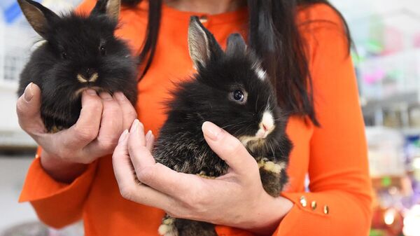 Покупатели выбирают кроликов в зоомагазине - Sputnik Беларусь