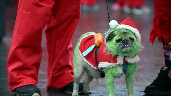 Бегун, одетый в костюм Деда Мороза, стоит со своей собакой по кличке Пагсли в Ливерпуле, Великобритания - Sputnik Беларусь