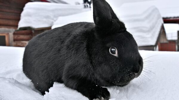 Кролики на ферме Витебской области - Sputnik Беларусь