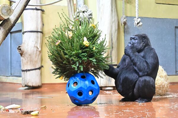 Горилла ест фрукты и овощи с рождественской елки в зоопарке Будапешта - Sputnik Беларусь
