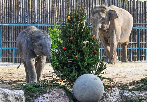 Слоненок Саму и его мать, 21-летняя слониха Анжеле, осматривают рождественскую елку во внешнем вольере слоновьего домика в зоопарке Будапешта - Sputnik Беларусь