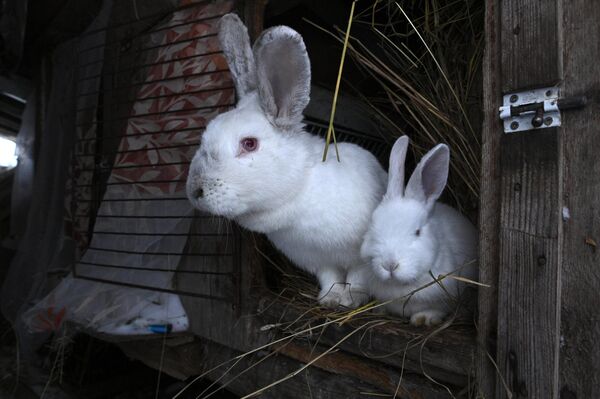 Короли и Кролики: репортаж из самой пушистой белорусской деревни - Sputnik Беларусь