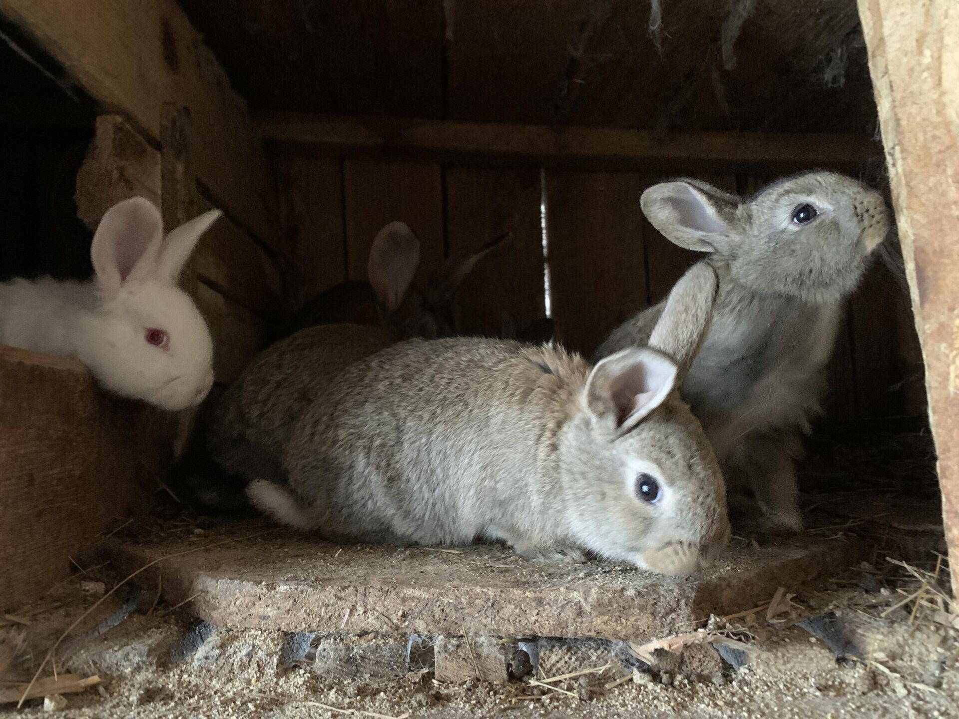 Как живет ферма, где держат более 2000 кроликов - Sputnik Беларусь, 1920, 30.12.2022
