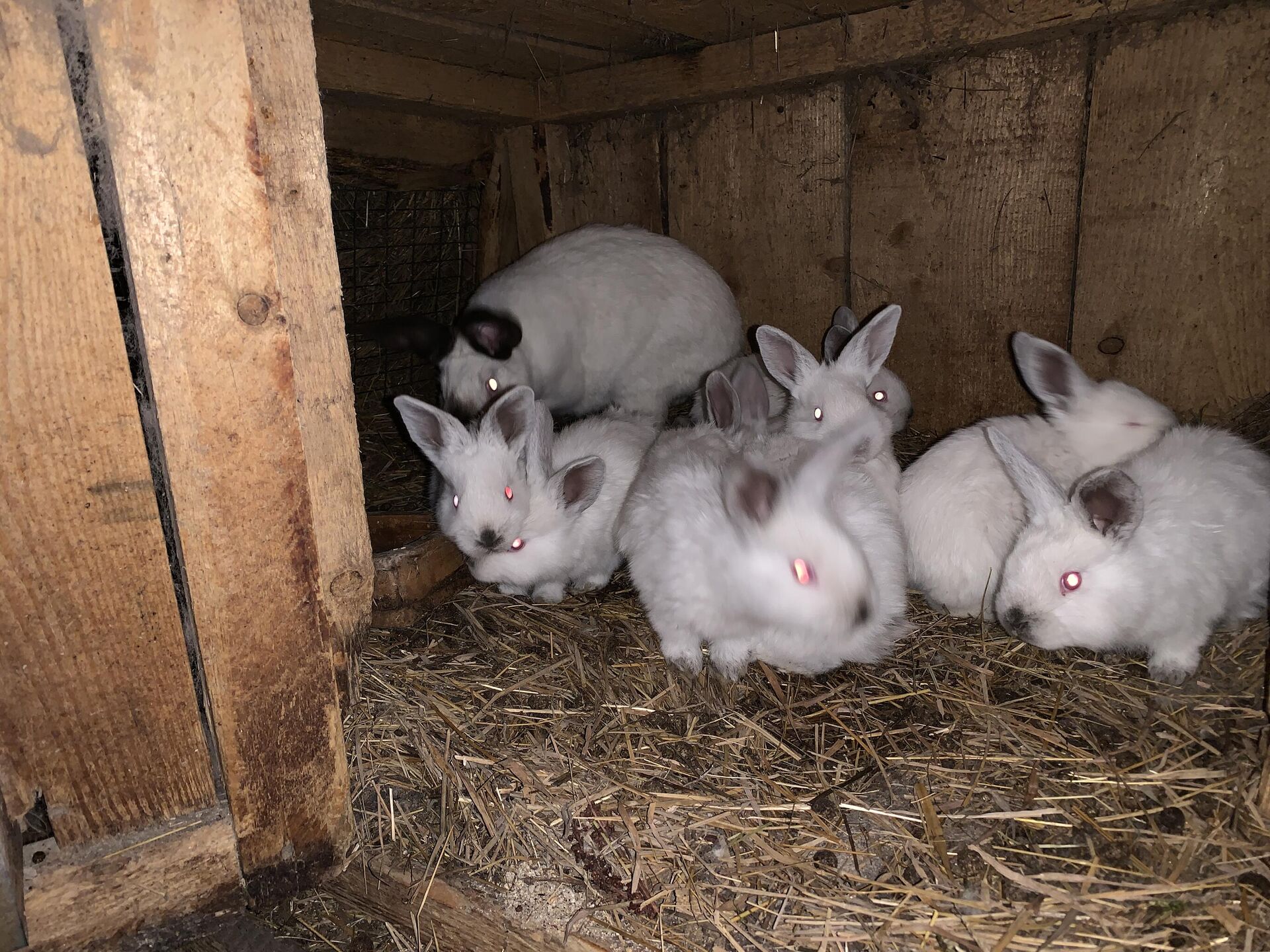 Как живет ферма, где держат более 2000 кроликов - Sputnik Беларусь, 1920, 30.12.2022