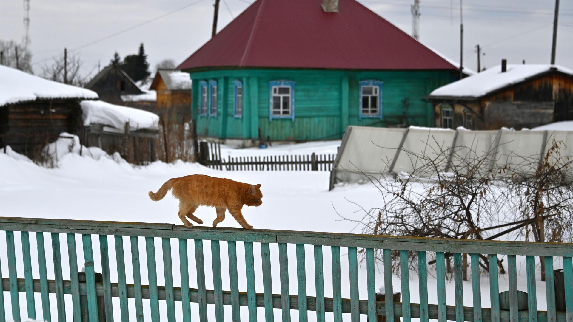 Кот идет по забору  - Sputnik Беларусь, 1920, 06.01.2023