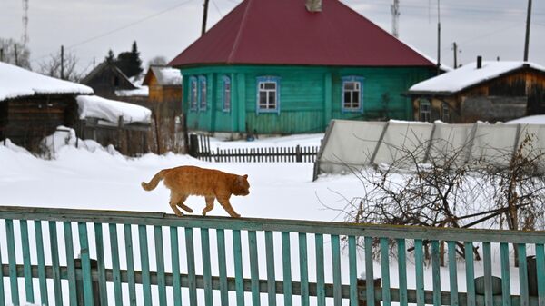 Кот идет по забору  - Sputnik Беларусь