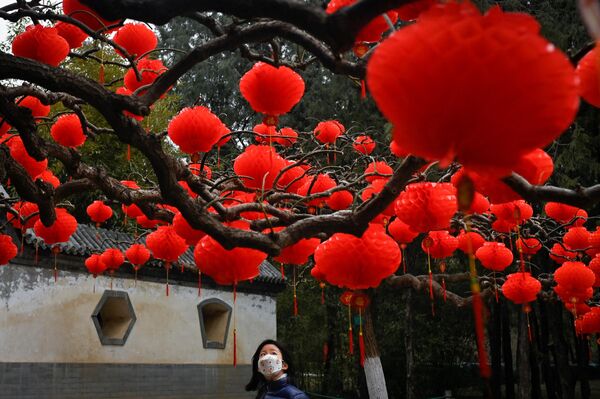 Красные фонари на деревьях в честь предстоящего празднования Нового года в парке в китайской столице Пекине. - Sputnik Беларусь